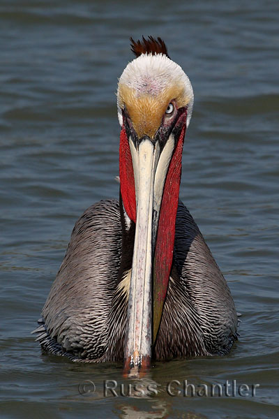 Brown Pelican © Russ Chantler